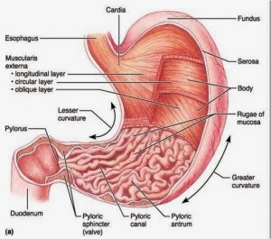 organ lambung