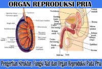 alat dan organ reproduksi pria