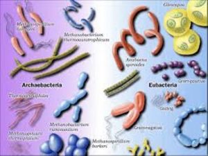 Archaebacteria-Shape