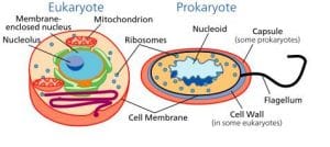 Eukariotik dan Prokariotik