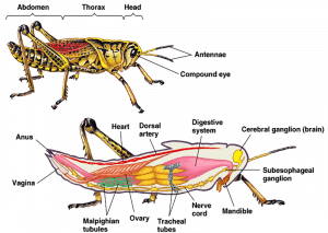 INSECTA-STRUKTUR-TUBUH