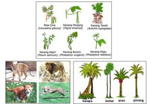 Keanekaragaman Gen, Jenis, dan Ekosistem