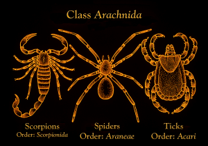 Kelas Arachnida