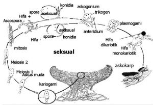 jamur ascomycota