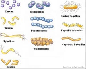 macam bentuk bakteri