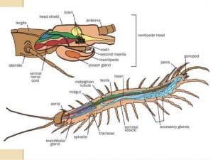 myriapoda