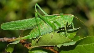 orthoptera