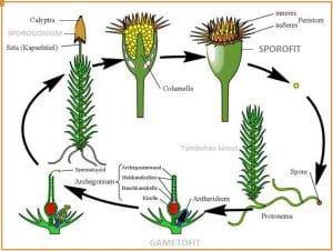 perkembang biakan lumut