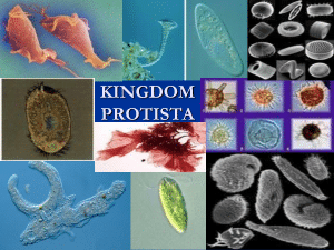 protista1