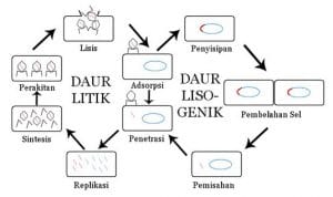 replikasi virus