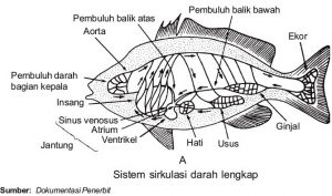 ikan