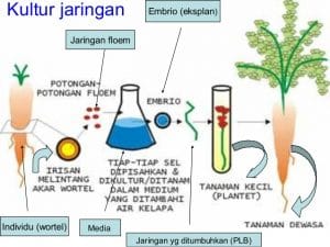 kultur-jaringan-6-638