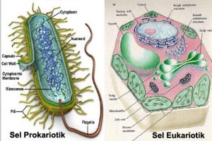 sel-prokariotik-dan-eukariotik