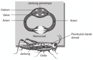 serangga