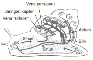 siput