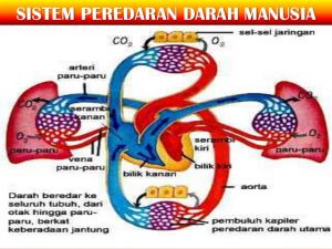 sistem peredaran darah