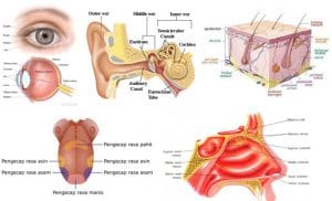 sistem indera