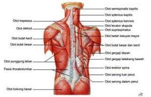 sistem otot