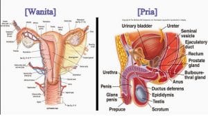 sistem reproduksi