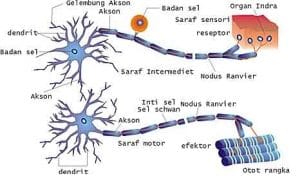 sistem saraf