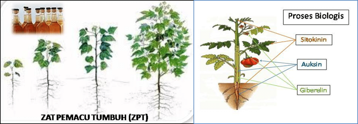 faktor pertumbuhan perkembangan tanaman