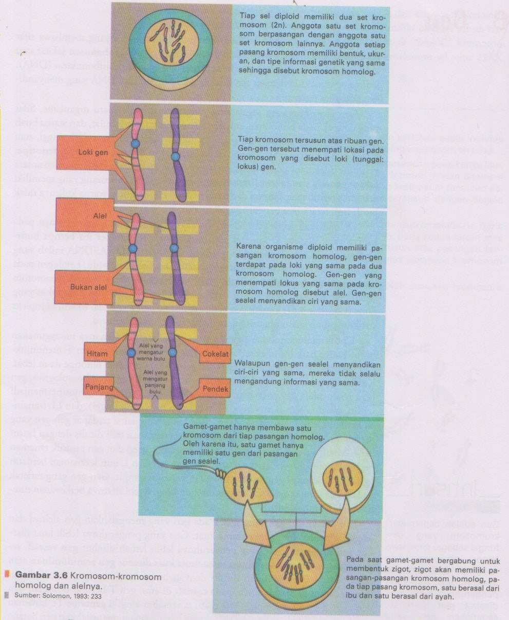 kromosom-homolog-dan-alel