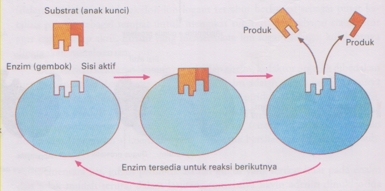 mekanisme-kerja-enzim