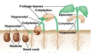 perkecambahan epigeal