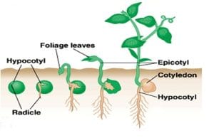 perkecambahan hipogeal