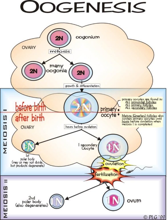 Pengertian , Proses Oogenesis dan Hormon yang Mempengaruhi Oogenesis