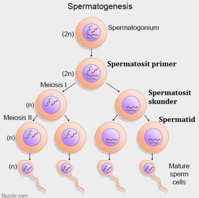 spermatogenesis