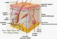 bagian-bagian lapisan kulit