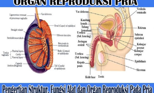 alat dan organ reproduksi pria