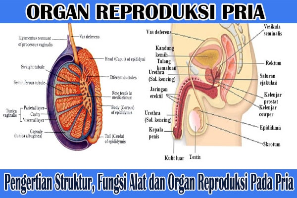 Organ reproduksi pria yang berbentuk seperti kantong didalamnya terdapat testis dan berfungsi menjaga suhu testis agar sesuai untuk produksi sperma adalah