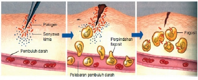  Penjelasan  Lengkap Sistem  Pertahan Tubuh  Nonspesifik 