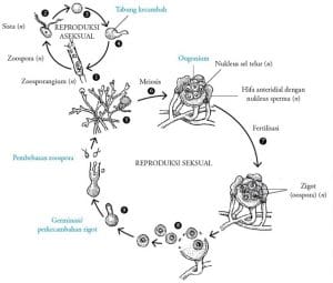 siklus-hidup-jamur-air-Oomycotina