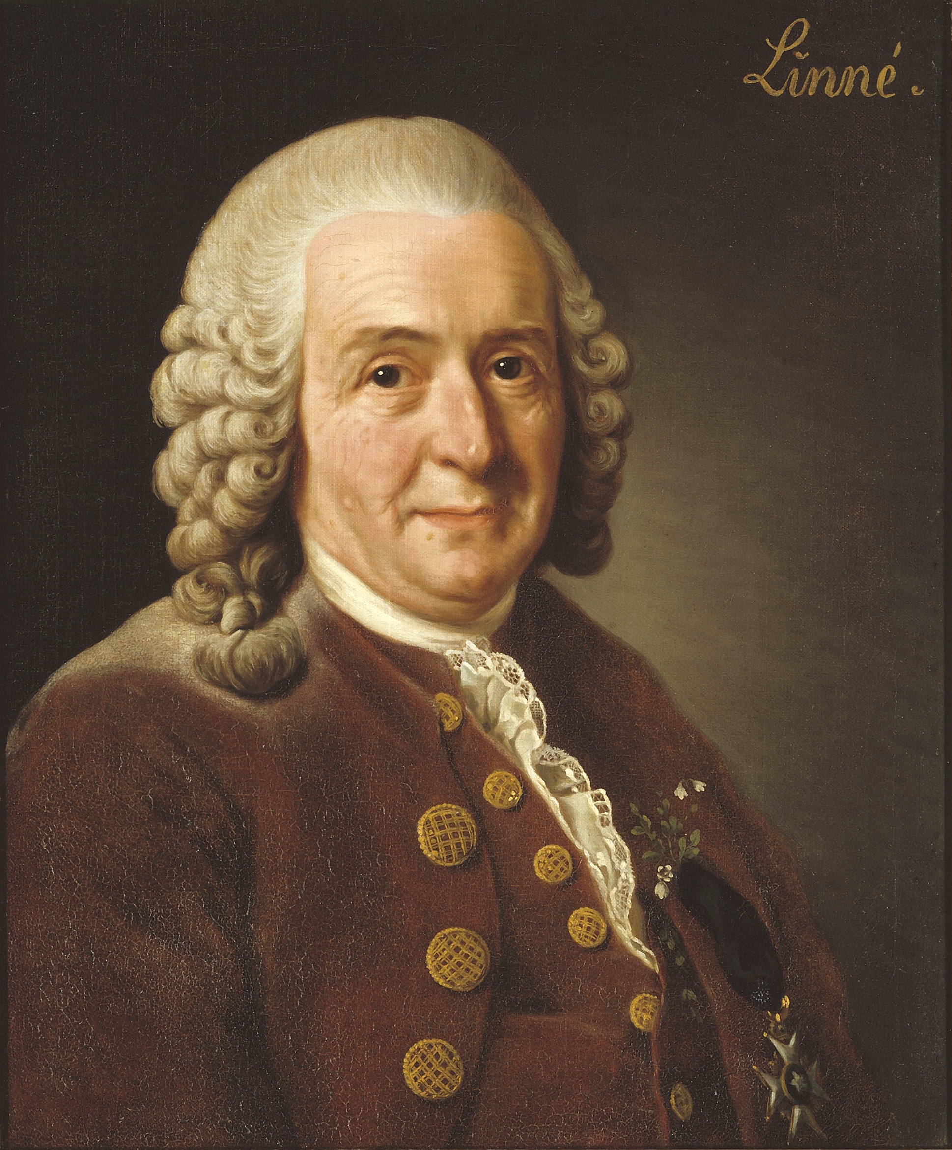 Klasifikasi Menurut Carolus Linnaeus Dan Alternatif Sistem 