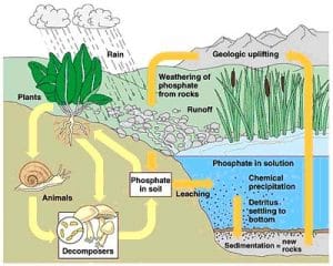 Daur-Biogeokimia-Fosfor