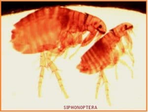 SIPHONOPTERA