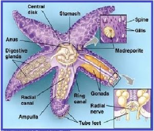 bintang laut asteroidea echinodermata hewan berkulit duri