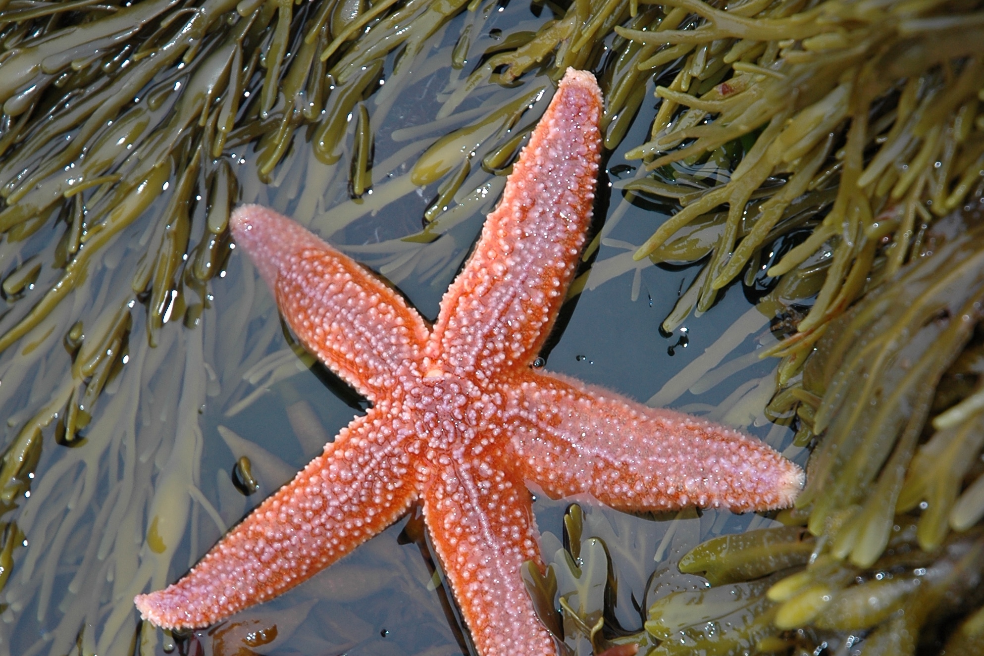 Ciri Ciri Klasifikasi Dan Peranan Echinodermata hewan  