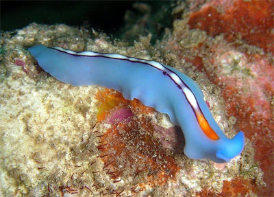 ciri ciri invertebrata platyhelminthes