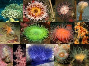 67 Koleksi Contoh Hewan Porifera Beserta Gambar Gratis