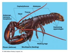  Ciri Ciri  Klasifikasi Dan Pembagian Kelas Arthropoda 