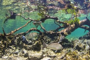 ekosistem air laut