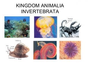 invertebrata