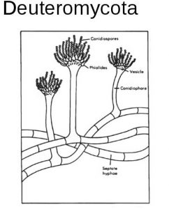 jamur Deuteromycota