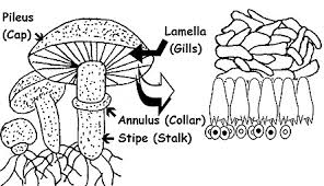 jamur basidiomycota