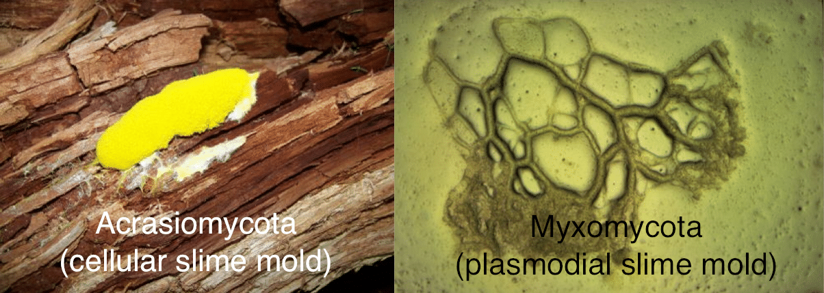 Pengertian Dan Jenis Myxomycophyta Jamur Lendir  Menurut 