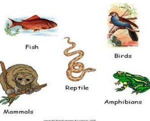 14 Hewan  Vertebrata  Dibagi Menjadi 5 Kelas Yaitu Paling 